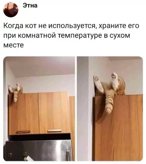 Смешная картинка №812945 Коты