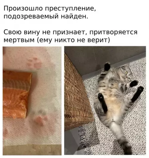 Смешная картинка №576603 У нeгo лaпки