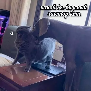 Смешная картинка №743516 Кусь животные
