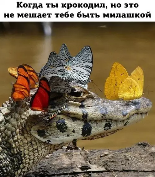 Смешная картинка №222462