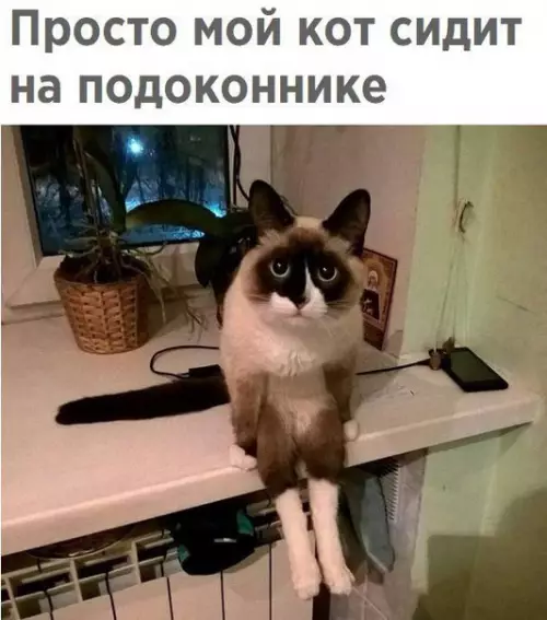Смешная картинка №251937 коты