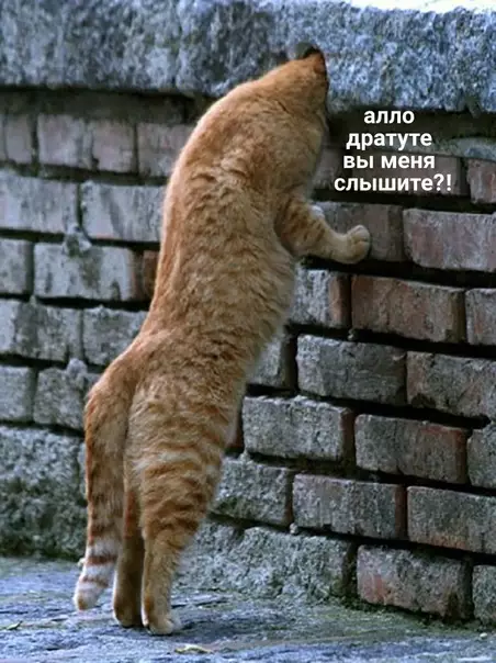 Смешная картинка №583042 Как на самом деле должен выглядеть домофон:
