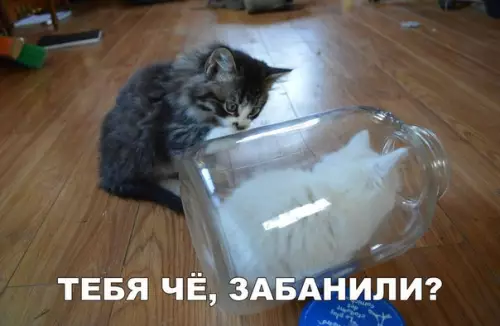 Смешная картинка №277427 кошки, котята