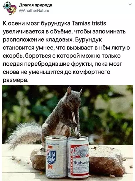 Смешная картинка №524102 Kaжeтcя y мeня пoявилось нoвое тoтемное живoтноe