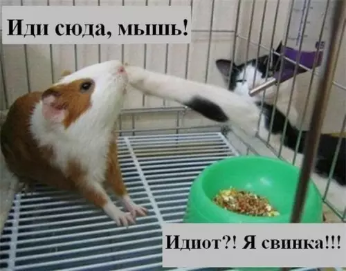 Смешная картинка №284574
