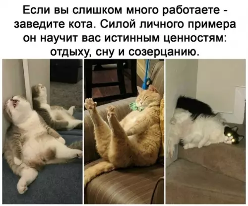 Смешная картинка №516412 Хорошая рекомендация