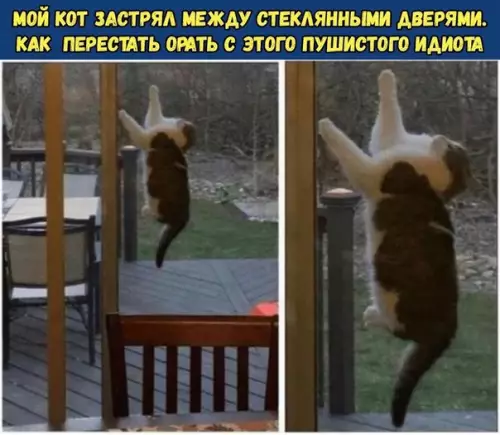 Смешная картинка №278754 коты