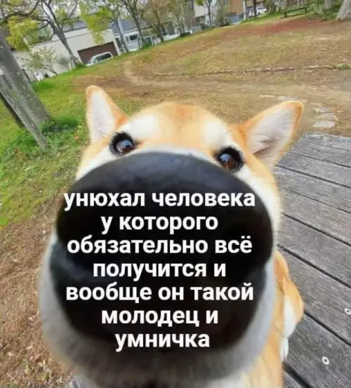 Твой личный детектор успеха! 🐶✨ - унюхал человека у которого обязательно всё получится и вообще он