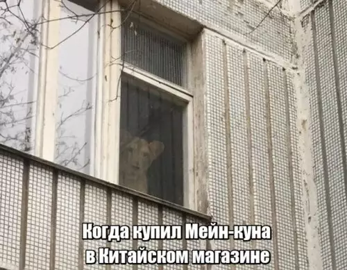 Смешная картинка №300455