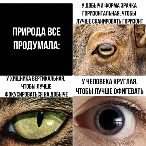 Смешная картинка №749686