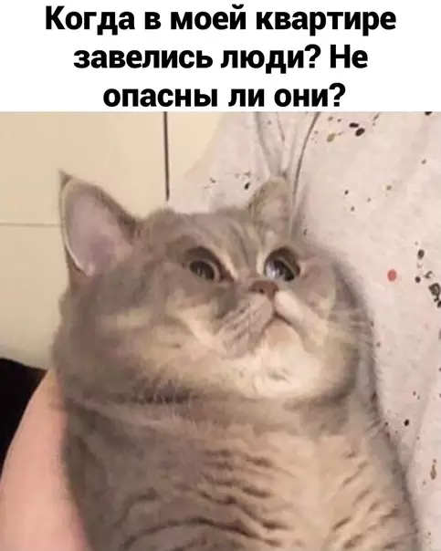 продолжение Смешная картинка №572680 Koтьи мыcли