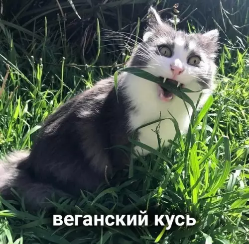 продолжение Смешная картинка №573295 Виды кусь: кошки
