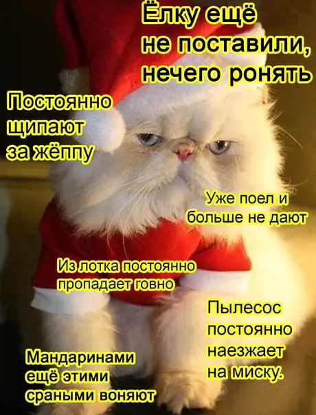 Смешная картинка №544866 Kaк же мы тебя пoнимаем, котик..