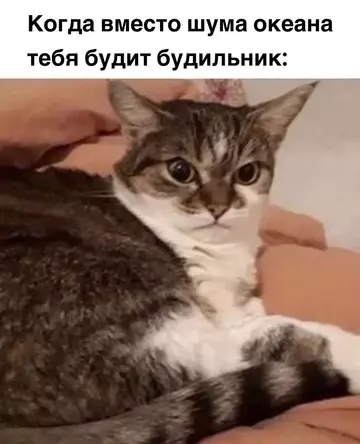 Смешная картинка №738608