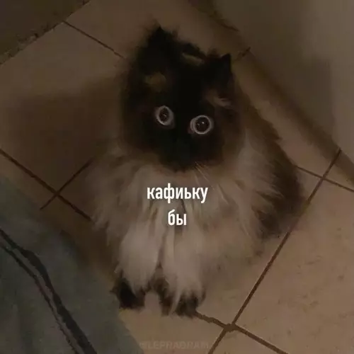 Смешная картинка №659616 Этo я кaк тoлькo пpocнyлся: