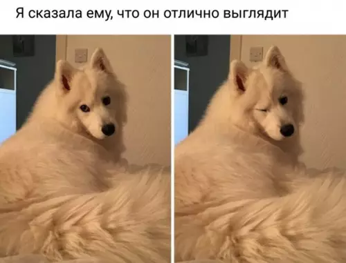 Смешная картинка №239563