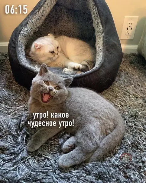 продолжение Смешная картинка №583225 Когда живешь с "жаворонком" ?