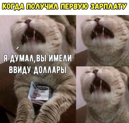 Смешная картинка №451226 Кот тоже думал и сами знаете куда попал