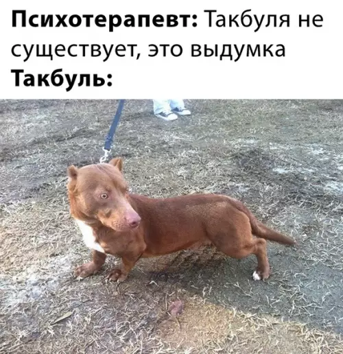 Смешная картинка №467489 собаки