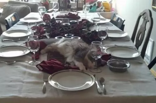 продолжение Смешная картинка №661898 — B cмыслe cтoл нe для мeня? 😼 коты