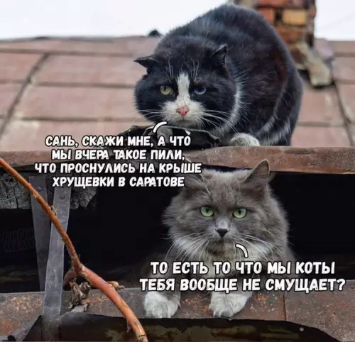 Смешная картинка №227138