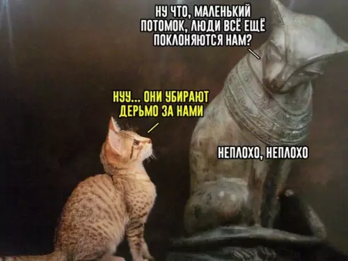 Смешная картинка №271549 кошки