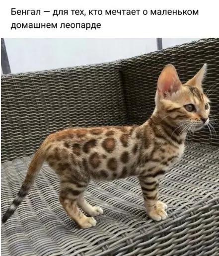 Смешная картинка №249415