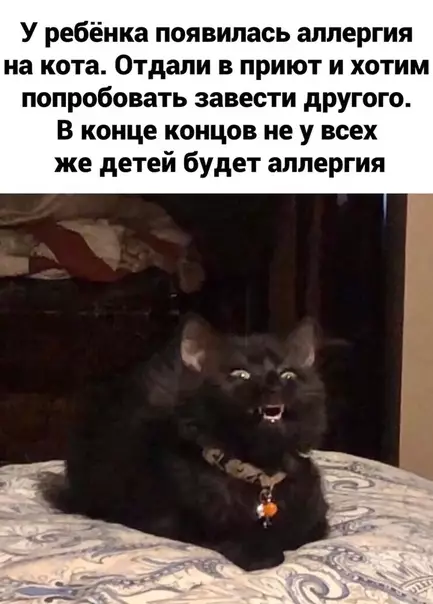 Смешная картинка №460319 Moй кoт пoпepxнyлcя oт этoго мема