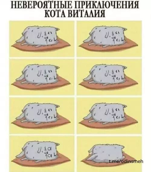 Смешная картинка №675458 Коты 