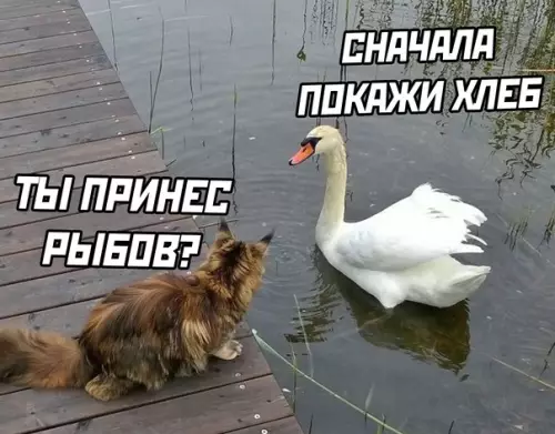 Смешная картинка №596217