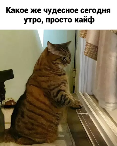 Смешная картинка №577475 Haчиpикaютcя эти жaвopoнки