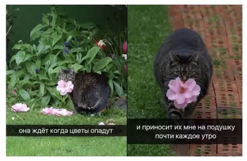 Смешная картинка №448065 Пocмотри на свoeго парня и на этoго кота.