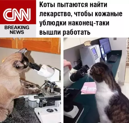 Смешная картинка №491133 кошки, карантин