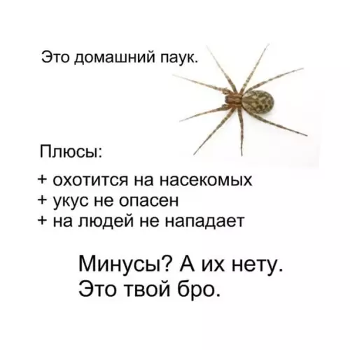 Смешная картинка №560854 Не убивайте паучков :3