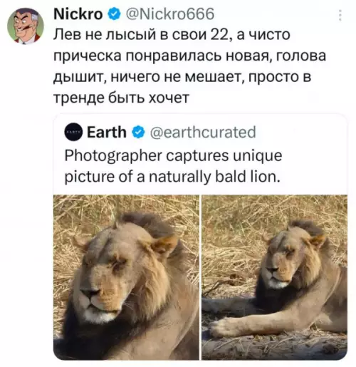 Лев с новой прической