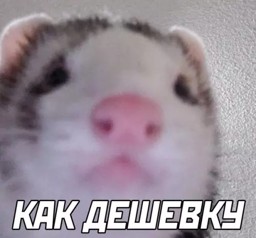 продолжение Смешная картинка №606312 Животные