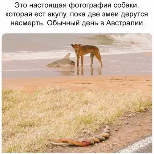 Смешная картинка №274904