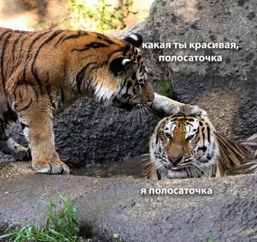 Смешная картинка №716296