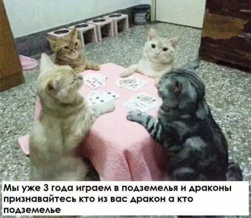Кошачьи разборки в D&D 🐈‍⬛🎲 - Мы уже 3 года играем в подземелья и драконы признавайтесь