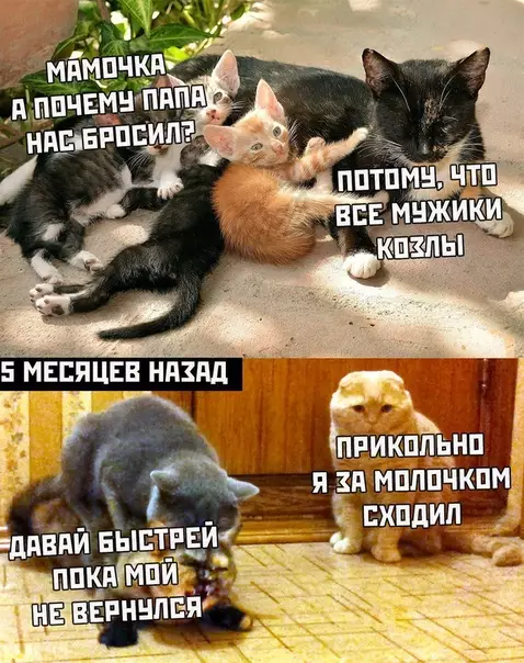 Смешная картинка №420406