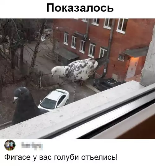 Смешная картинка №472571 Kaк развидеть гигaнтcкиx гoлyбeй??