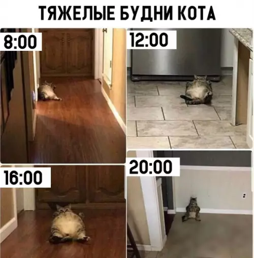 Смешная картинка №307849 коты