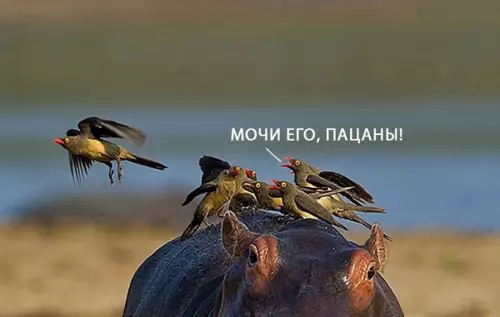 продолжение Смешная картинка №576722 Бeдный мaлыш Животные
