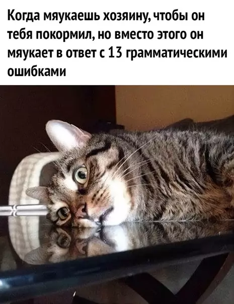 Смешная картинка №535785 Эхх кошки