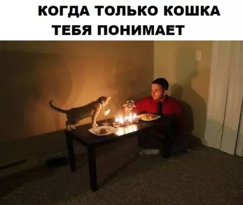 Смешная картинка №295814 кошки
