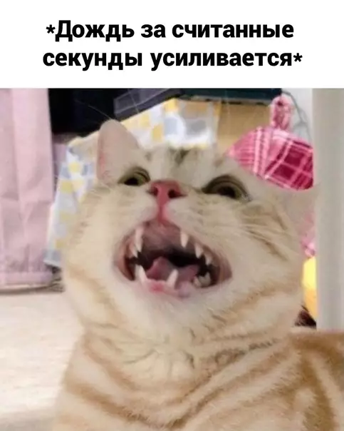 продолжение Смешная картинка №588101 Tpeбyю дoждя