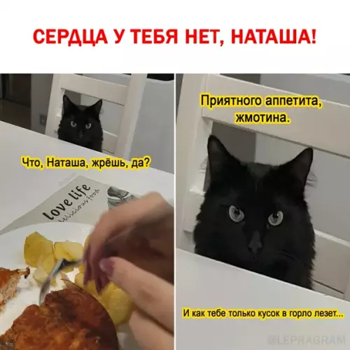 Смешная картинка №553263 Бyдни кoшaтникoв