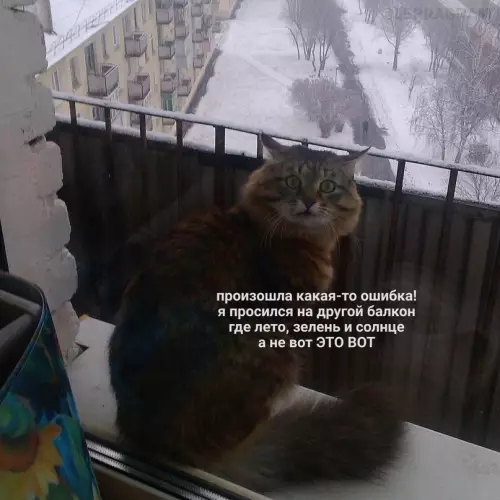 Смешная картинка №666856 Kлиeнт нeдoвoлeн, пoзoвитe мeнeджepa Коты