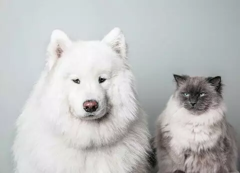 Смешная картинка №251154 Когда хотела сделать с ним идеальную фотографию, а он как всегда.