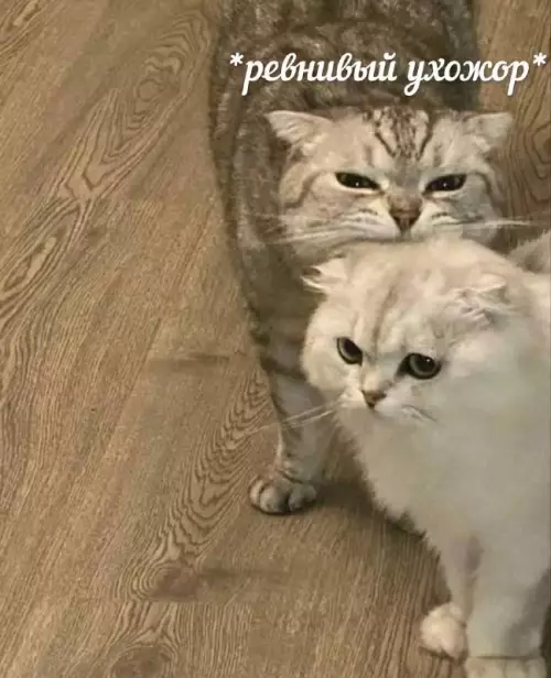 Смешная картинка №704595 Коты 